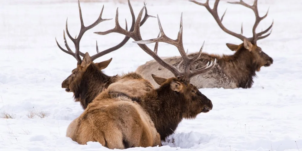 elks image
