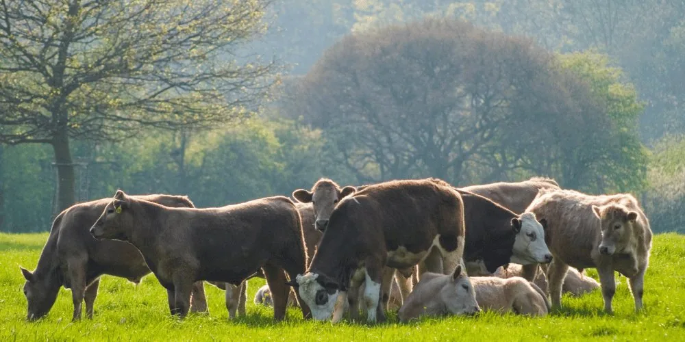 cattle livestock image