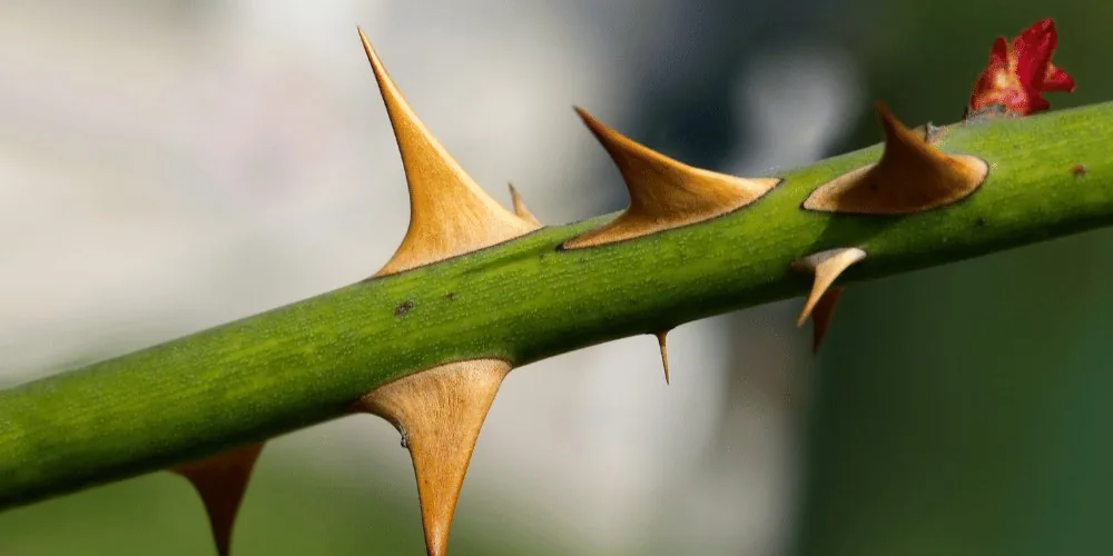 thorns image