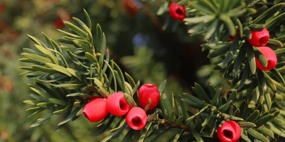 yew tree image
