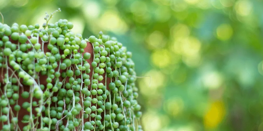 string of pearls image