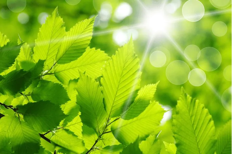 bright green aura image