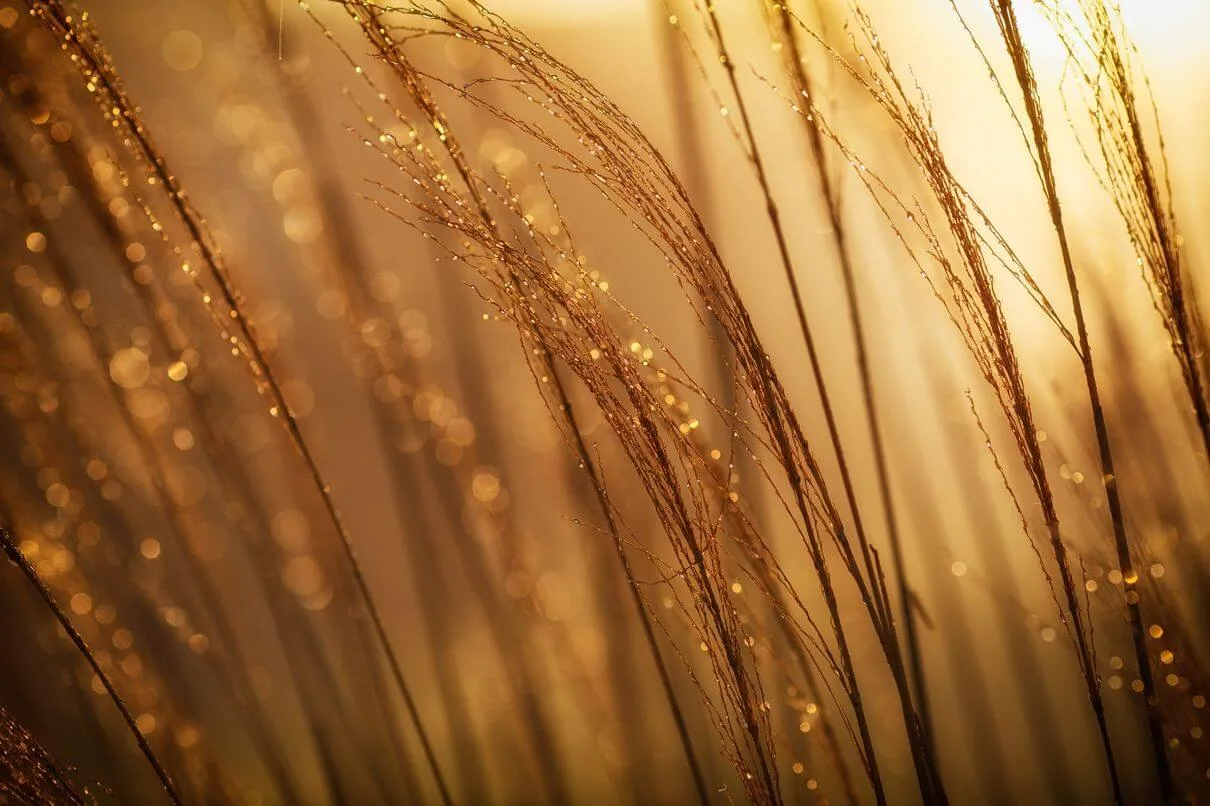 bright gold aura