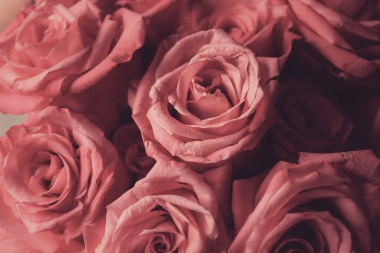 rose Soulmates & Blossoming Summer Herbs