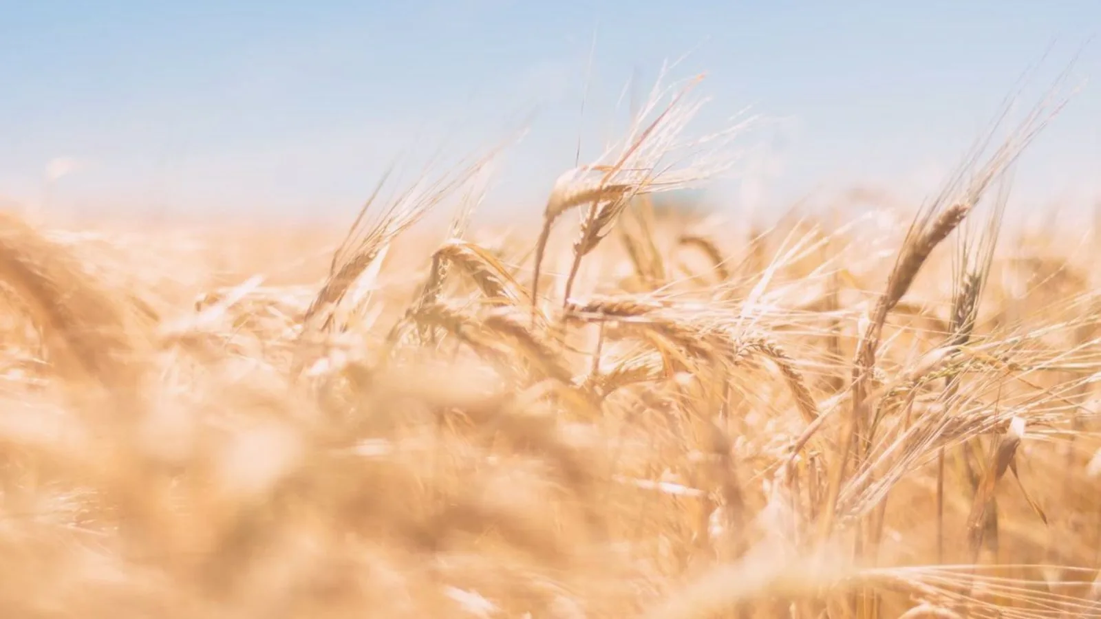 Lughnasadh: How to Celebrate the Wheel of the Year