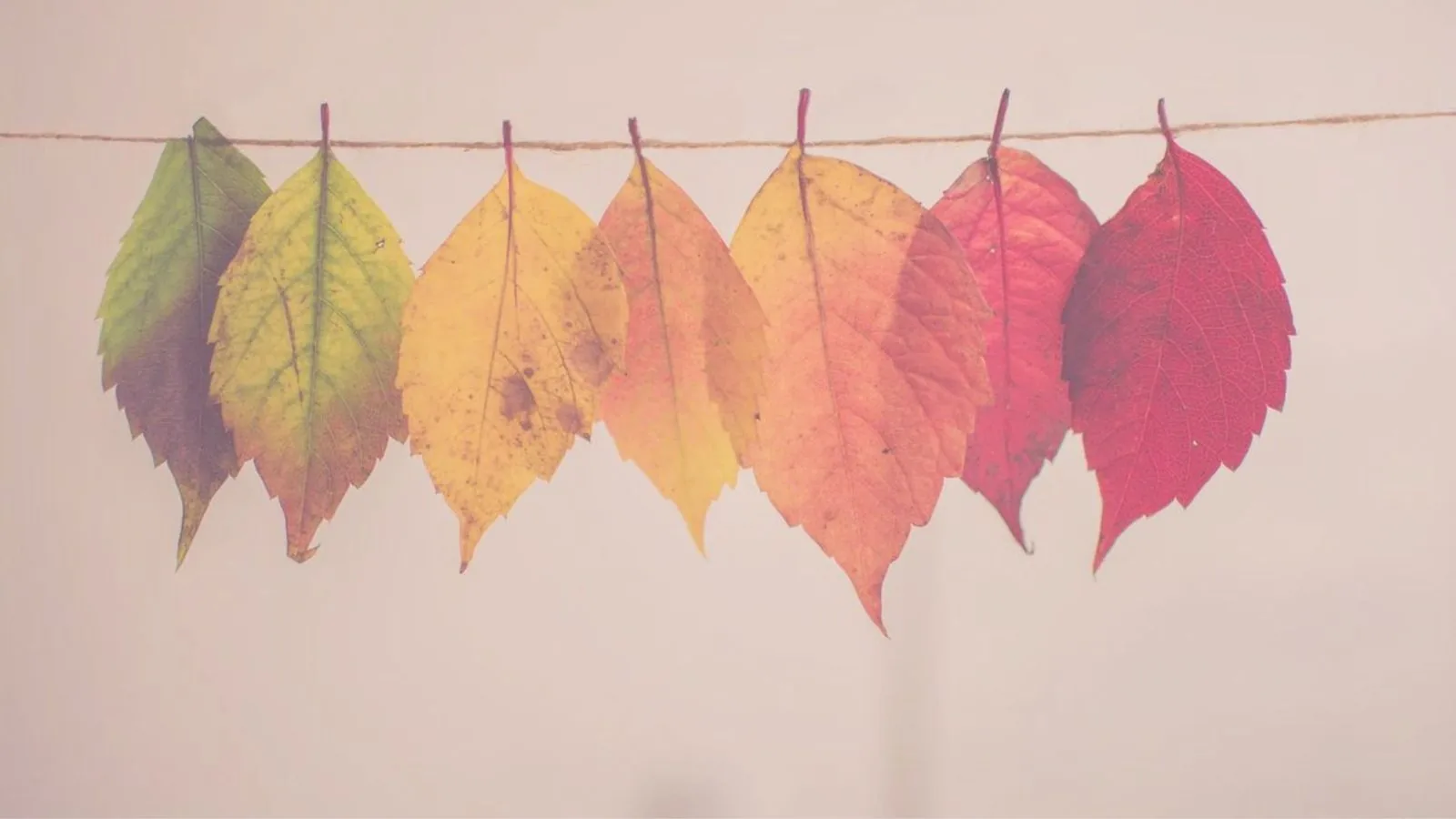 Mabon: How to Celebrate the Wheel of the Year
