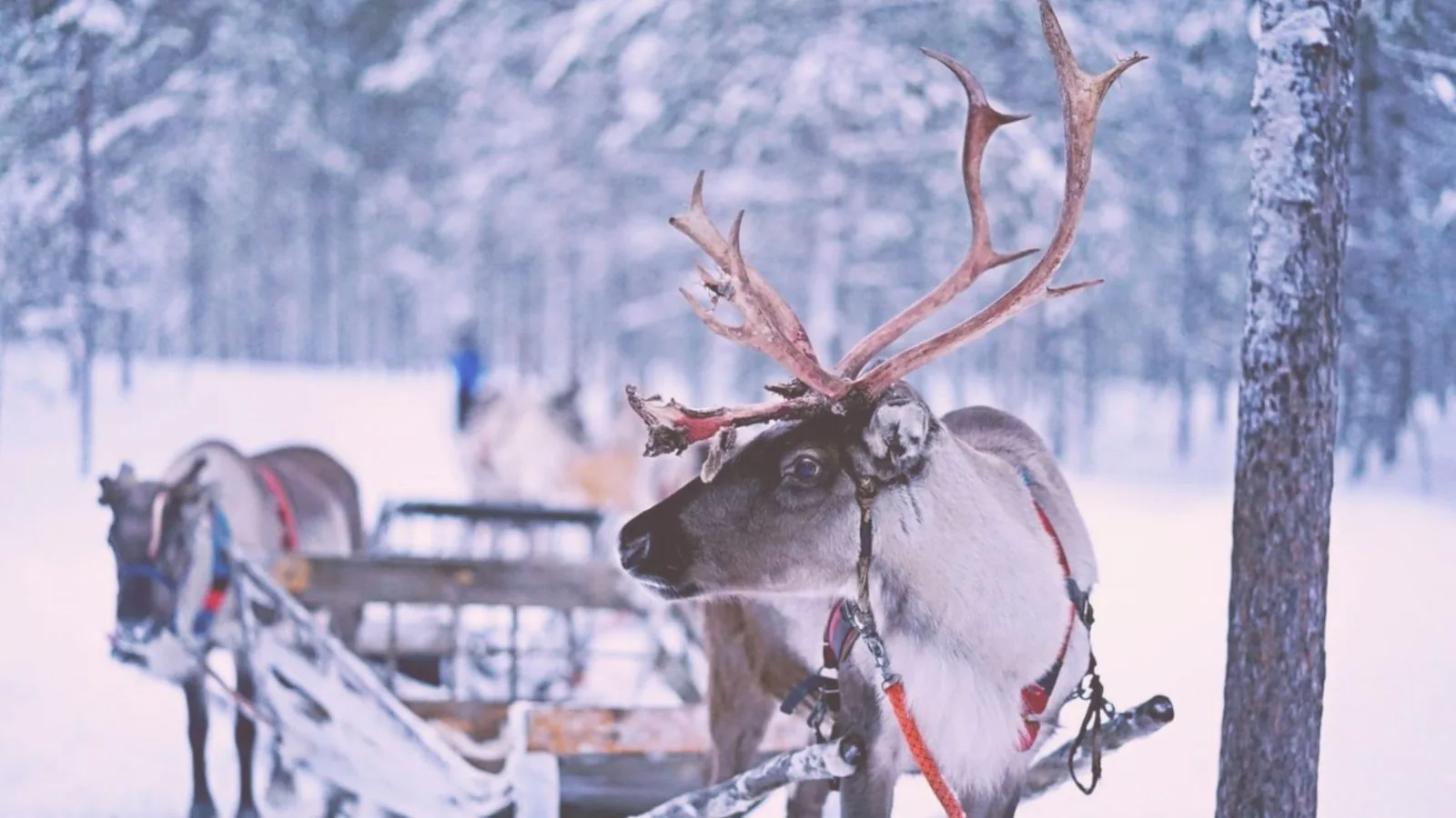 Yule: How to Celebrate the Wheel of the Year