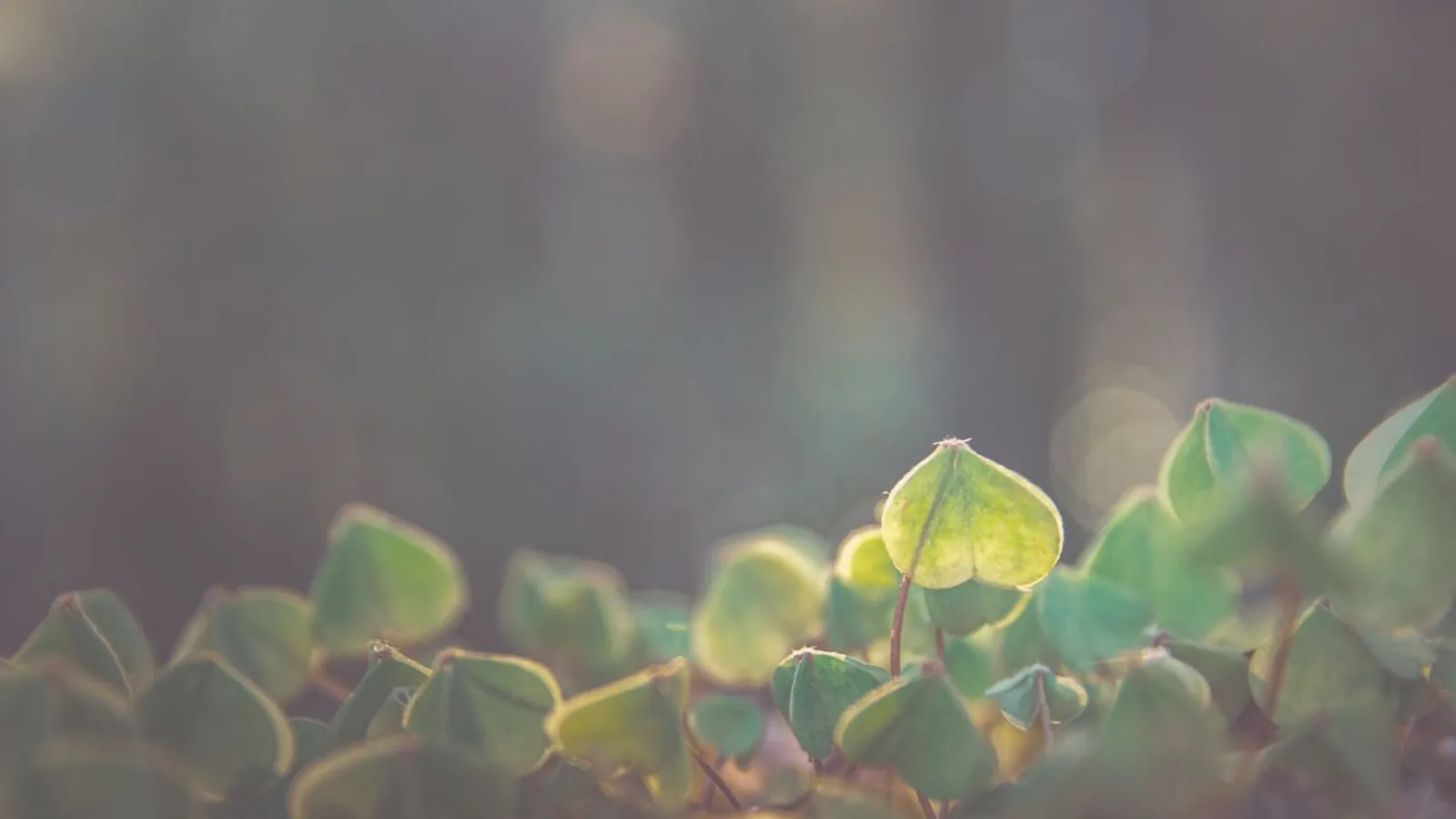Ostara: How to Celebrate the Wheel of the Year