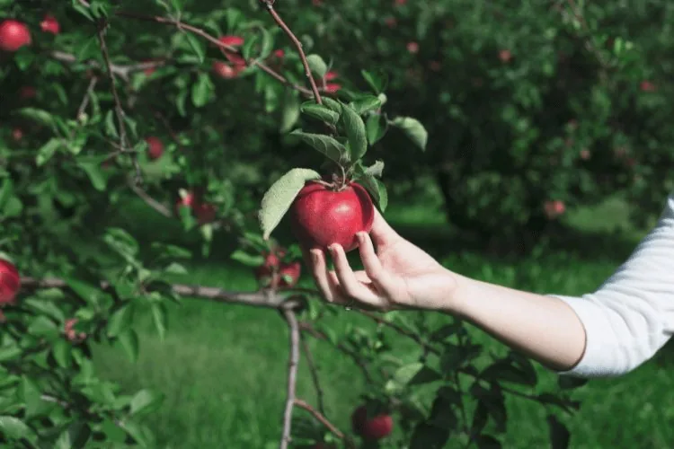 Mabon: apple picking image
