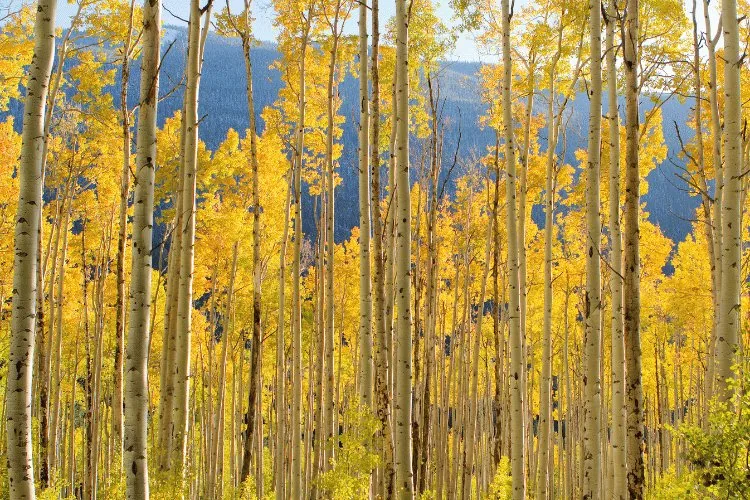 Mabon: Aspen trees image
