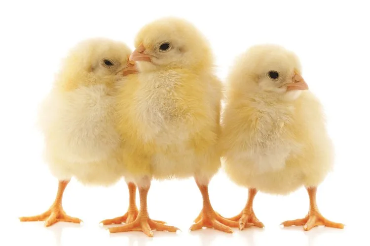 chicks image