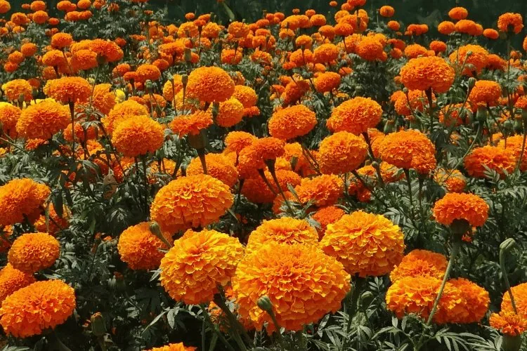 Mabon: Marigold image