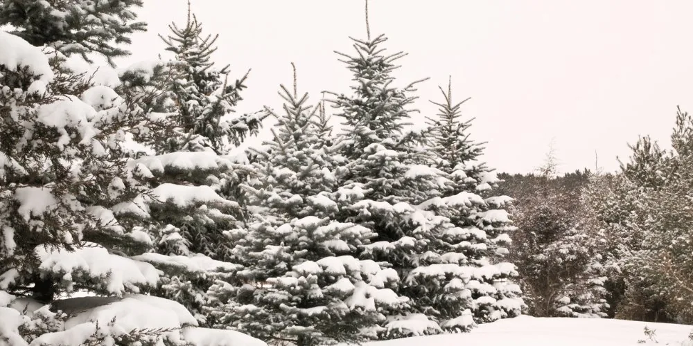 pine tree image