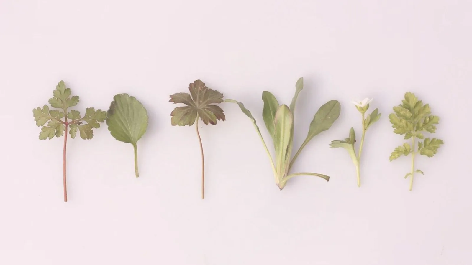Witchcraft 101: How to be a Green Witch