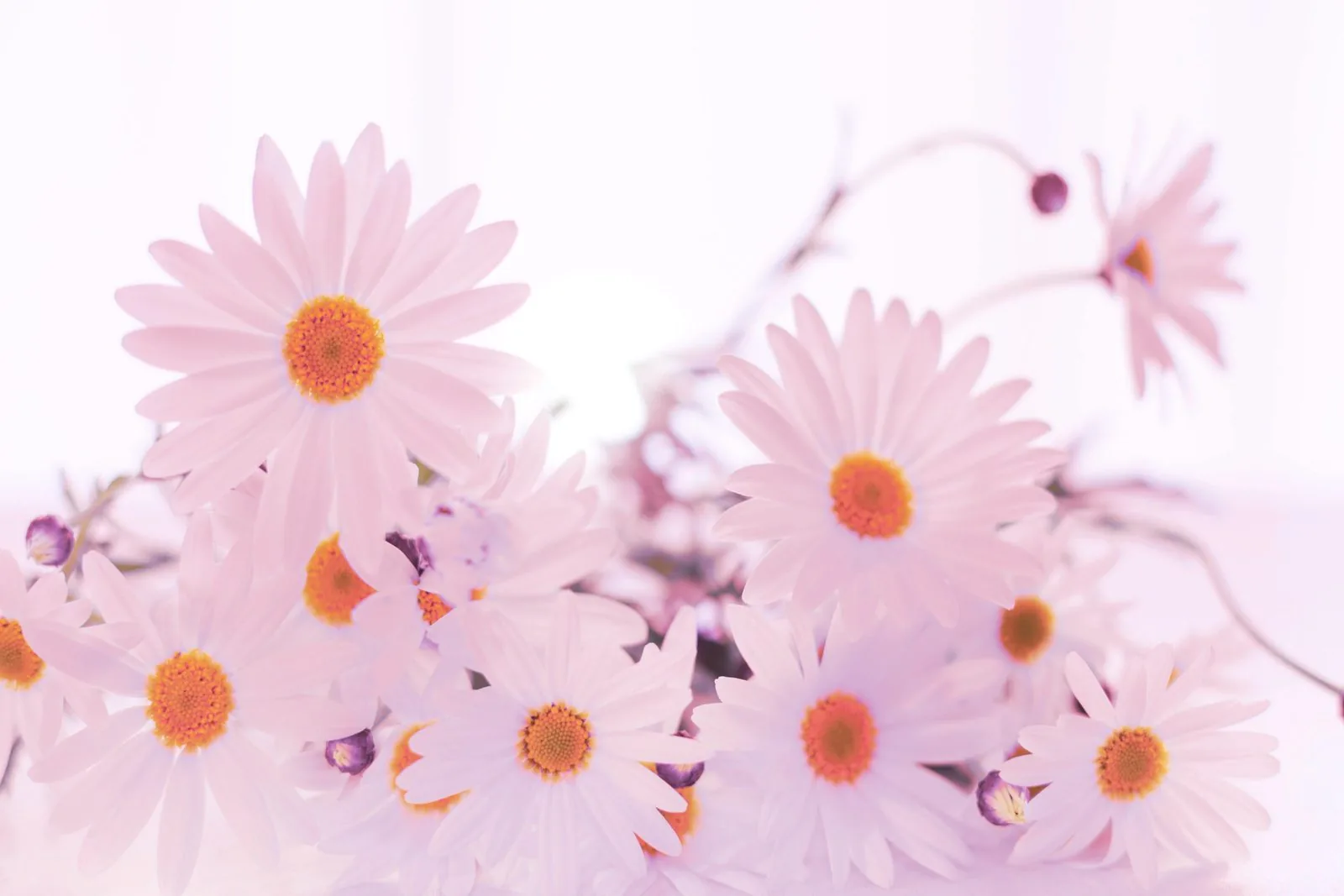 Chamomile: The Magical and Medicinal Properties