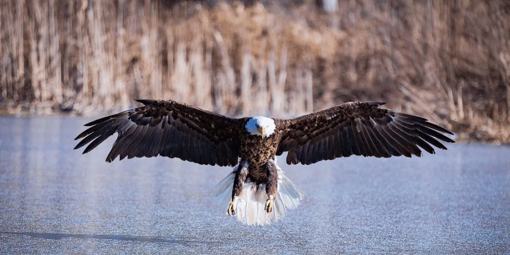 Eagle