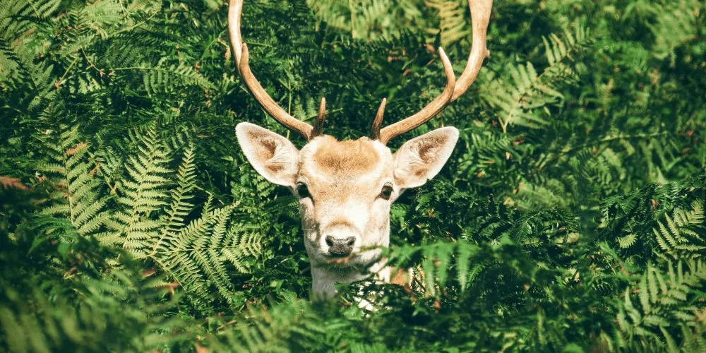 Deer