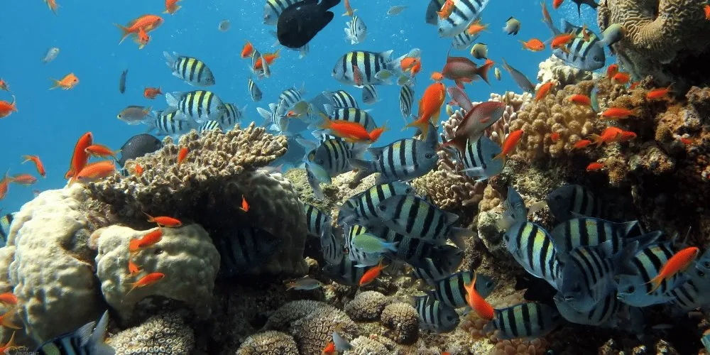 Spirit Animal for Pisces: Fish