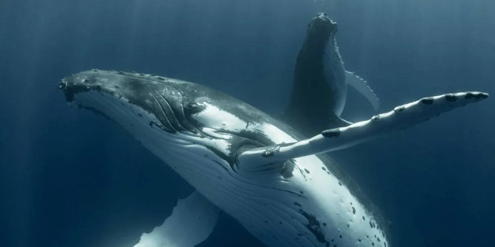 Spirit Animal for Pisces: Whale