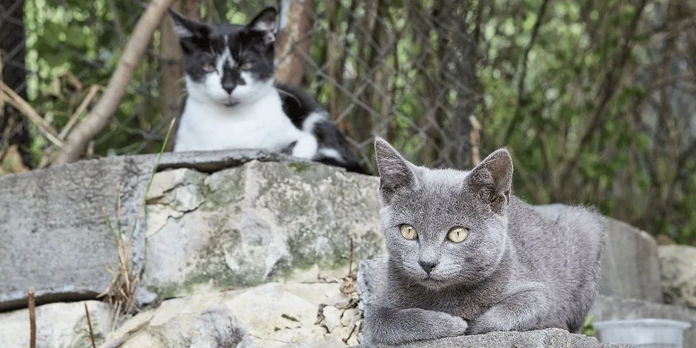Cats