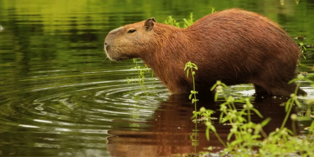 Sagittarius: Capybaras