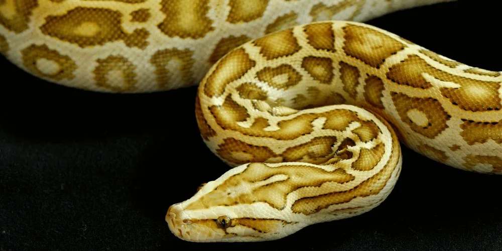 Snake