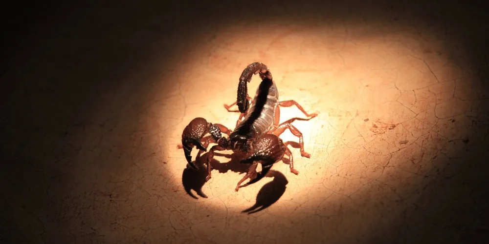 Scorpion