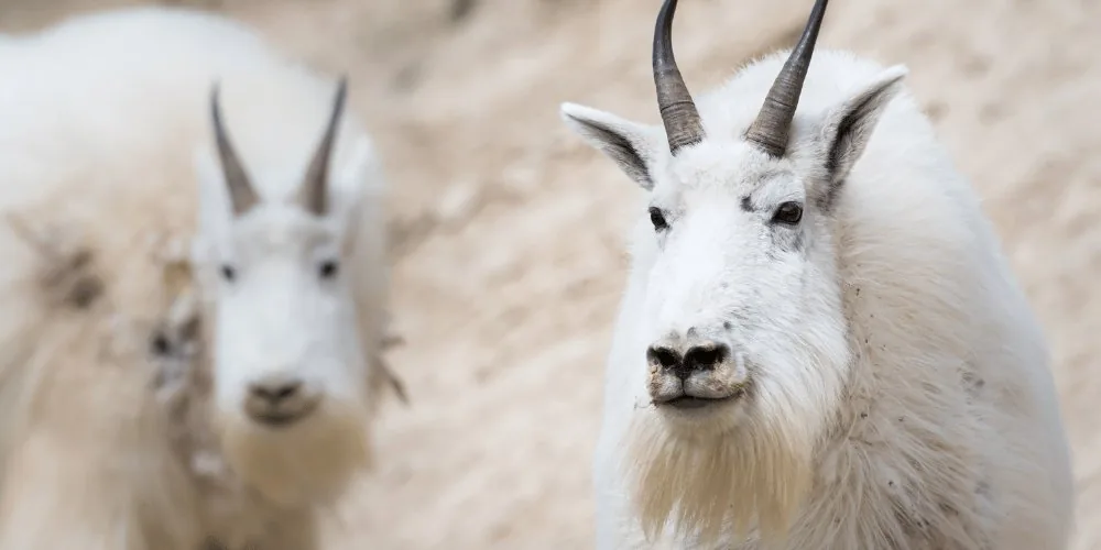 Mountain goats