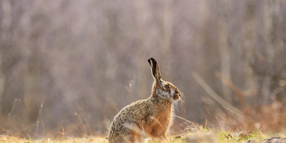 Rabbit