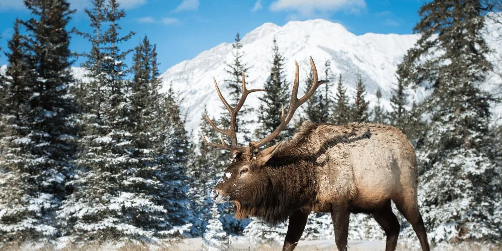 Elk
