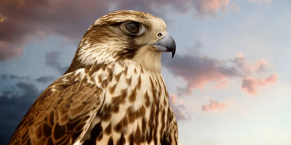 spirit animals: Falcon