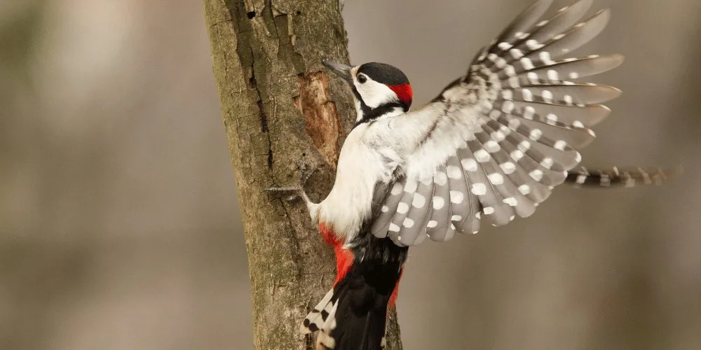 spirit animals: Woodpecker