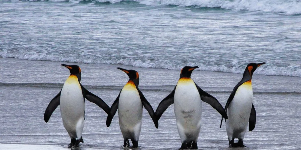 spirit animals: Penguins