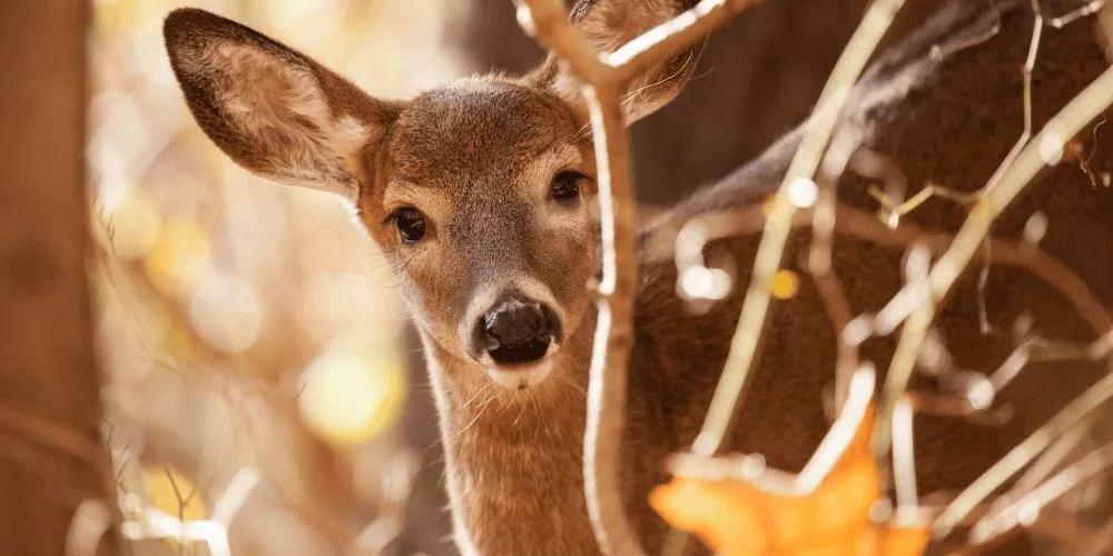 Deer