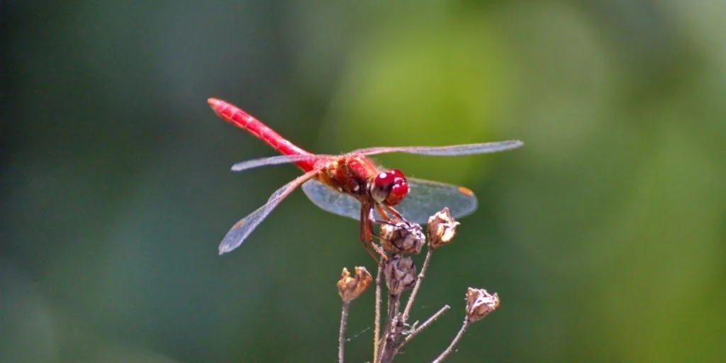 red dragonflies