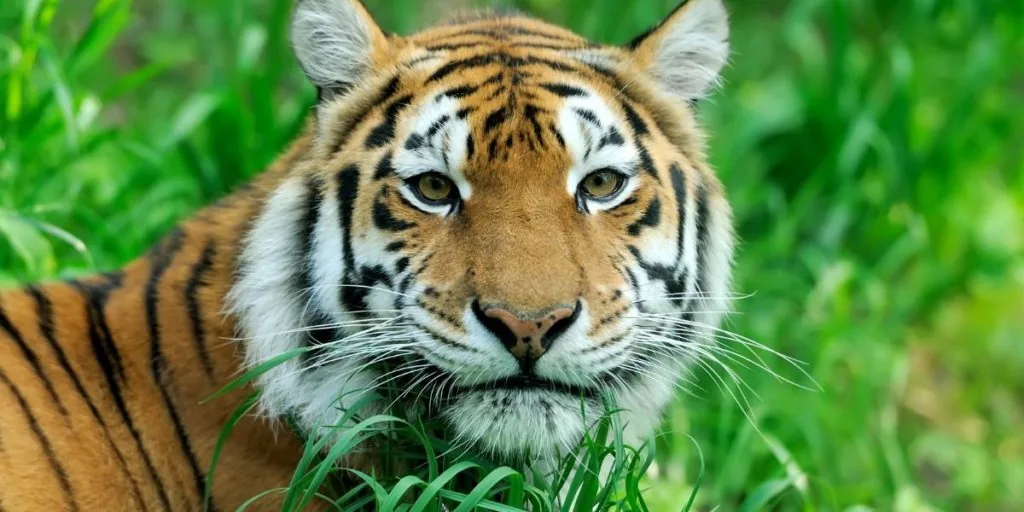 black and white tiger