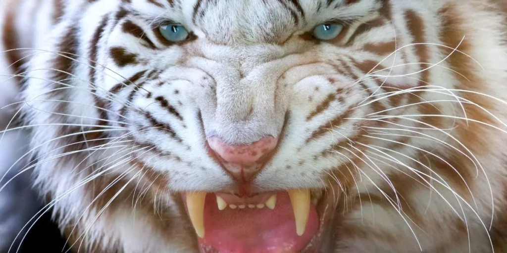 white tiger