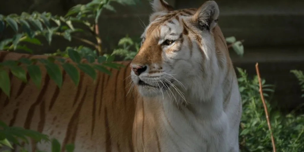 golden tiger