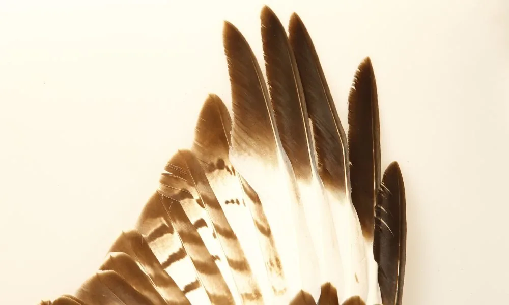 eagle feather