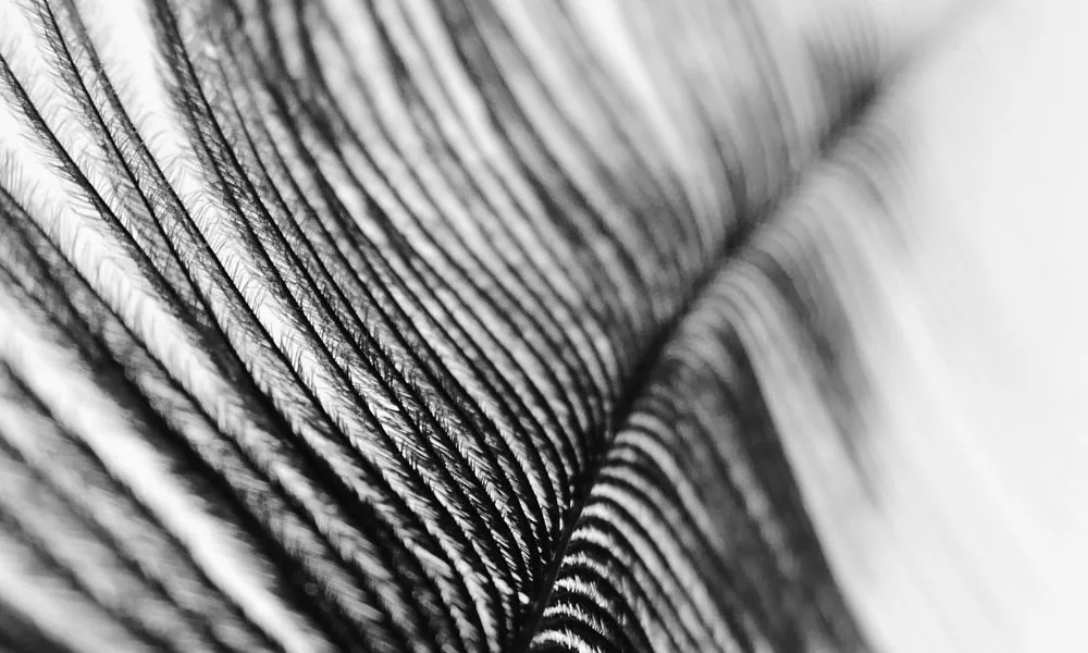ostrich feather