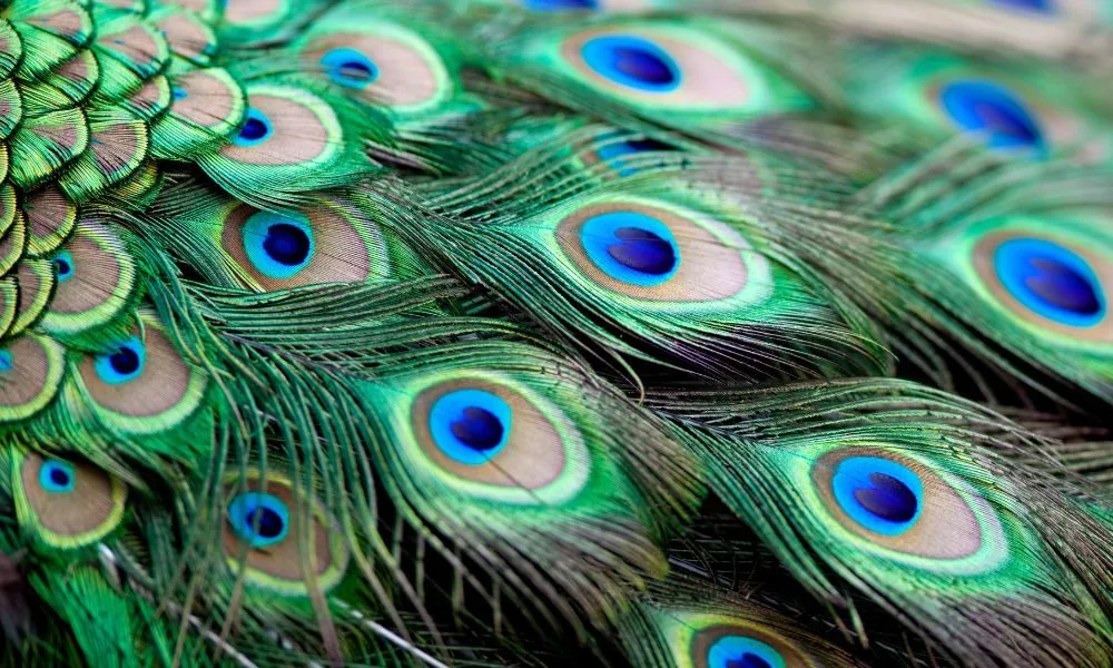 spiritual meaning of peacock feather