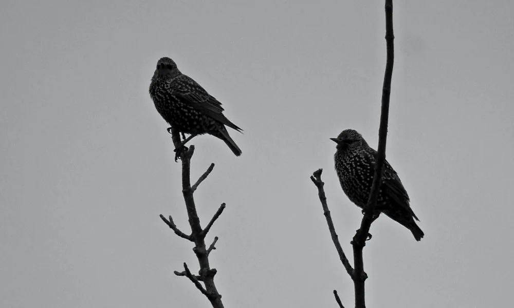 Hearing Birds At Night