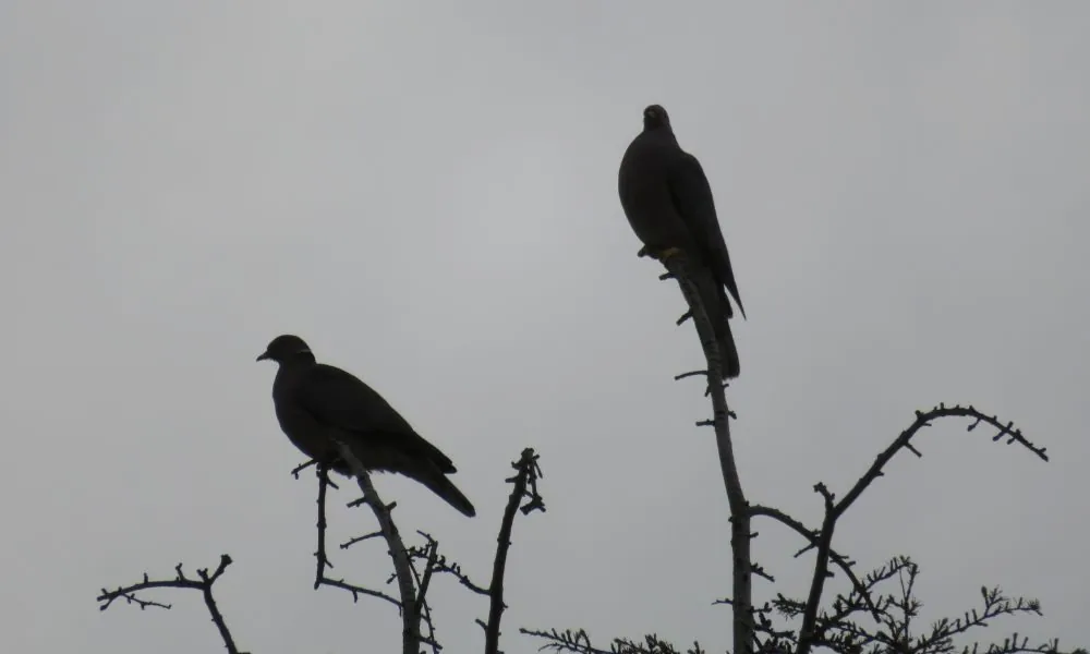 birds singing 2