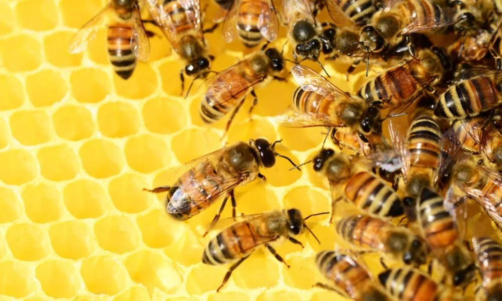 bees 2
