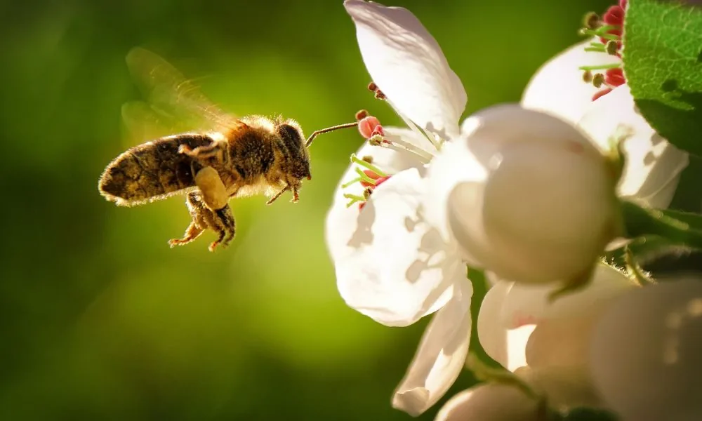 bees 3