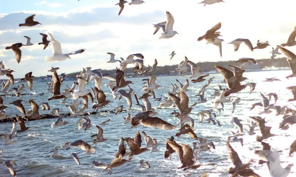 seagulls 1