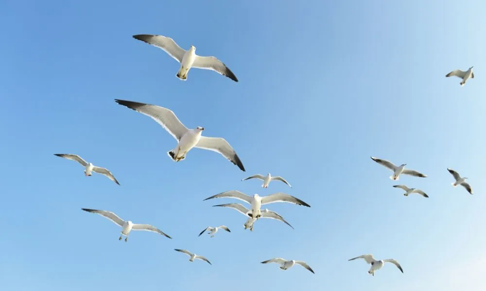 seagulls 2
