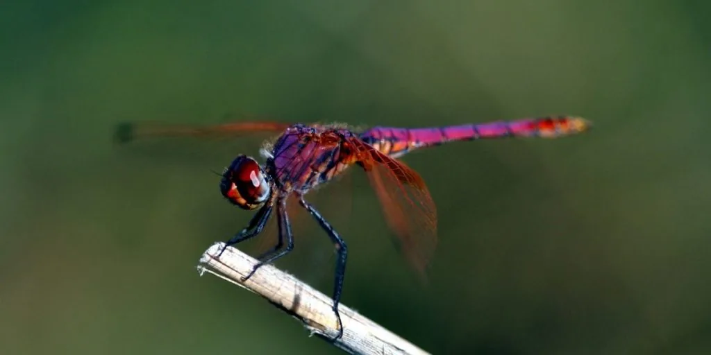 purple dragonfly