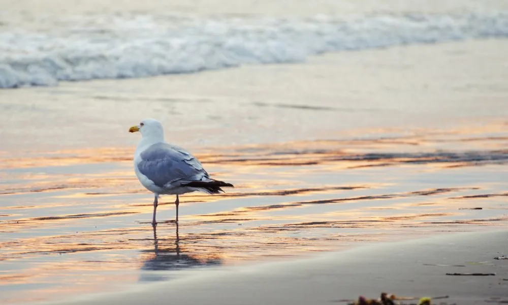 seagulls 3
