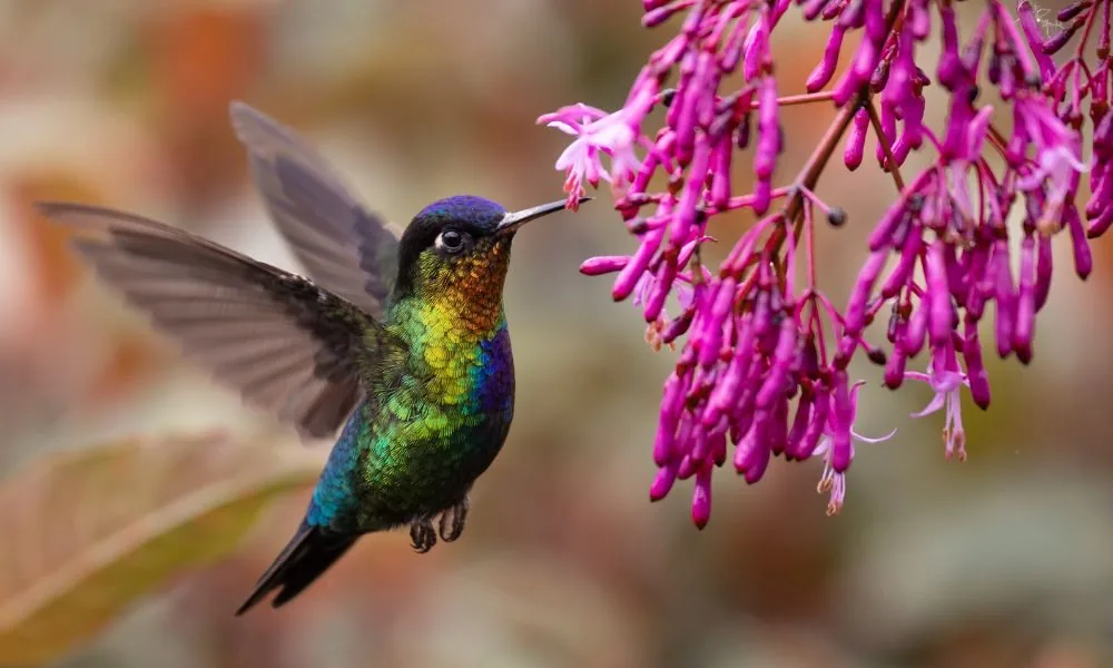 hummingbird 2